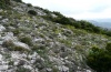 Scolitantides baton: Habitat in the Provence (April 2011) [N]
