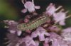 Scolitantides baton: Raupe