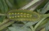 Polyommatus bellargus: Halbwüchsige Raupe [S]