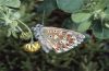 Polyommatus bellargus: Unterseite M�nnchen