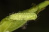 Thecla betulae: L2-Raupe (e.o. Memmingen, 2022) [S]