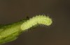 Thecla betulae: L2-Raupe (e.o. Memmingen, 2022) [S]