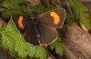 Female (e.o., S-Germany, Memmingen, 2023)