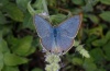 Lampides boeticus: Male (Olympus, early August 2012) [N]