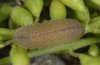 Lampides boeticus: Larva [M]