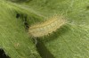 Polyommatus celina: L2 larva (e.o. rearing, Sicily, San Vito lo Capo, oviposition in late April 2023) [S]