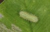 Polyommatus celina: L2 larva (e.o. rearing, Sicily, San Vito lo Capo, oviposition in late April 2023) [S]