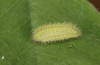 Polyommatus celina: Raupe L3 (e.o. Sizilien, San Vito lo Capo, Eiablage Ende April 2023) [S]