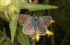Polyommatus celina: Female (e.o. rearing, Sicily, San Vito lo Capo, oviposition in late April 2023) [S]