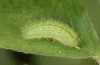 Polyommatus celina: L3 larva (e.o. rearing, Sicily, San Vito lo Capo, oviposition in late April 2023) [S]