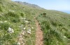 Polyommatus celina: Habitat (Sizilien, San Vito lo Capo, Ende April 2023) [N]