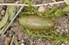 Polyommatus celina: Pupa (e.o. rearing, Sicily, San Vito lo Capo, oviposition in late April 2023) [S]