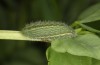 Polyommatus celina: L4 larva (e.o. rearing, Sicily, San Vito lo Capo, oviposition in late April 2023) [S]