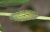 Polyommatus celina: L4 larva (e.o. rearing, Sicily, San Vito lo Capo, oviposition in late April 2023) [S]