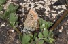 Polyommatus celina: Oviposition on Lotus (Canary Islands, Lanzarote, Teguise, January 2020) [N]