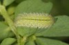Polyommatus celina: Larva (e.o. rearing, Sicily, San Vito lo Capo, oviposition in late April 2023) [S]