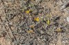Polyommatus celina: Larval habitat (Lanzarote, Teguise, January 2020) [N]