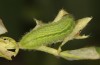 Polyommatus celina: Larva (e.o. rearing, Sicily, San Vito lo Capo, oviposition in late April 2023) [S]
