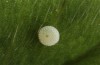 Polyommatus celina: Egg (Sicily, San Vito lo Capo, late April 2023) [N]