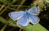 Polyommatus celina: Male (e.o. rearing, Sicily, San Vito lo Capo, oviposition in late April 2023) [S]