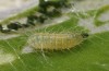 Polyommatus celina: L1 larva (e.o. rearing, Sicily, San Vito lo Capo, oviposition in late April 2023) [S]