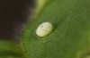 Polyommatus celina: Egg (Sicily, San Vito lo Capo, late April 2023) [S]