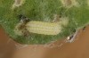Polyommatus celina: L1 larva (e.o. rearing, Sicily, San Vito lo Capo, oviposition in late April 2023) [S]