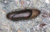 Polyommatus celina: Female pupa prior to eclosion (e.o. rearing, Sicily, San Vito lo Capo, oviposition in late April 2023) [S]