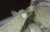 Polyommatus celina: Egg (Canary Islands, Lanzarote, Teguise, January 2020) [N]