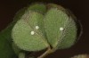 Polyommatus celina: Sometimes suitable leaves showed several eggs, mostly on the lower (here), but rarely also the upper side of leaves of Trifolium subterraneum (Sicily, San Vito lo Capo, late April 2023) [M]