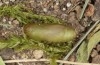 Polyommatus celina: Pupa (e.o. rearing, Sicily, San Vito lo Capo, oviposition in late April 2023) [S]
