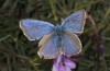 Neolysandra coelestina: Male (Greece, Peloponnese, Mount Chelmos, 1600m, late May 2017) [N]