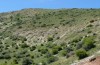 Neolysandra coelestina: Habitat (Griechenland, Peloponnes, Chelmos, 1600m, Ende Mai 2017) [N]