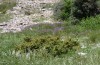 Neolysandra coelestina: Habitat (Greece, Peloponnese, Mount Chelmos, 1600m, late May 2017) [N]