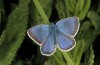 Neolysandra coelestina: Male (Greece, Peloponnese, Mount Chelmos, 1600m, late May 2017) [N]