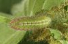 Polyommatus cramera: Halbwüchsige Raupe [S]