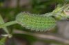 Polyommatus damon: Raupe (Hoch-Provence) [N]