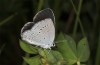 Cupido decolorata: Weibchen (W-Rumänien, Oradea, Mitte Mai 2021) [N]