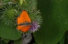 Lycaena dispar: Männchen auf Klette (Künzelsau 2012) [N]