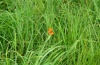 Lycaena dispar: Male sunbathing in the morning. The animals are very conspicuous in the green surrounding (Künzelsau, 09/08/2012) [N]