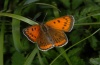 Lycaena dispar: Female (Künzelsau, Ostwürttemberg), 09/08/2012 [N]