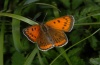 Lycaena dispar: Weibchen (Künzelsau, Ostwürttemberg), 09.08.2012 [N]