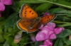 Lycaena dispar: Female (Künzelsau, Ostwürttemberg), 09/08/2012 [N]