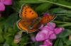 Lycaena dispar: Weibchen (Künzelsau, Ostwürttemberg), 09.08.2012 [N]