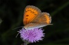 Lycaena dispar: Female (Künzelsau, Ostwürttemberg), 09/08/2012 [N]