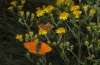 Lycaena dispar: Balz, das Weibchen ist in Abwehrstellung, da es bereits begattet ist. Künzelsau, August 2012. [N]