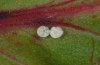 Lycaena dispar: Eier