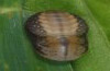 Lycaena dispar: Pupa dorsal [S]