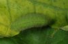 Lycaena dispar: Raupe im letzten Stadium