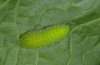 Lycaena dispar: Raupe im letzten Stadium [S]